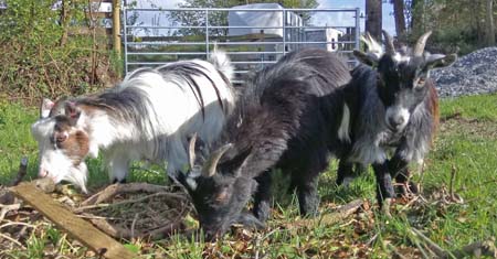 Anfield Primary School pygmy goats on holiday in Wales
